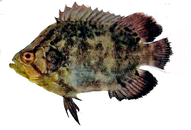 Lobotes surinamensis_02